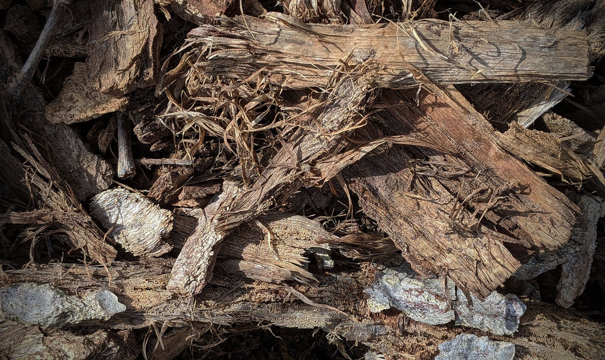 Mulch dans la parcelle de Chevalier-Montrachet