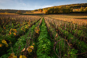 Chassagne Montrachet Premier Cru Morgeot engrais vert dans la parcelle