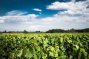 Domaine Armand Heitz - parcelle de Bourgogne