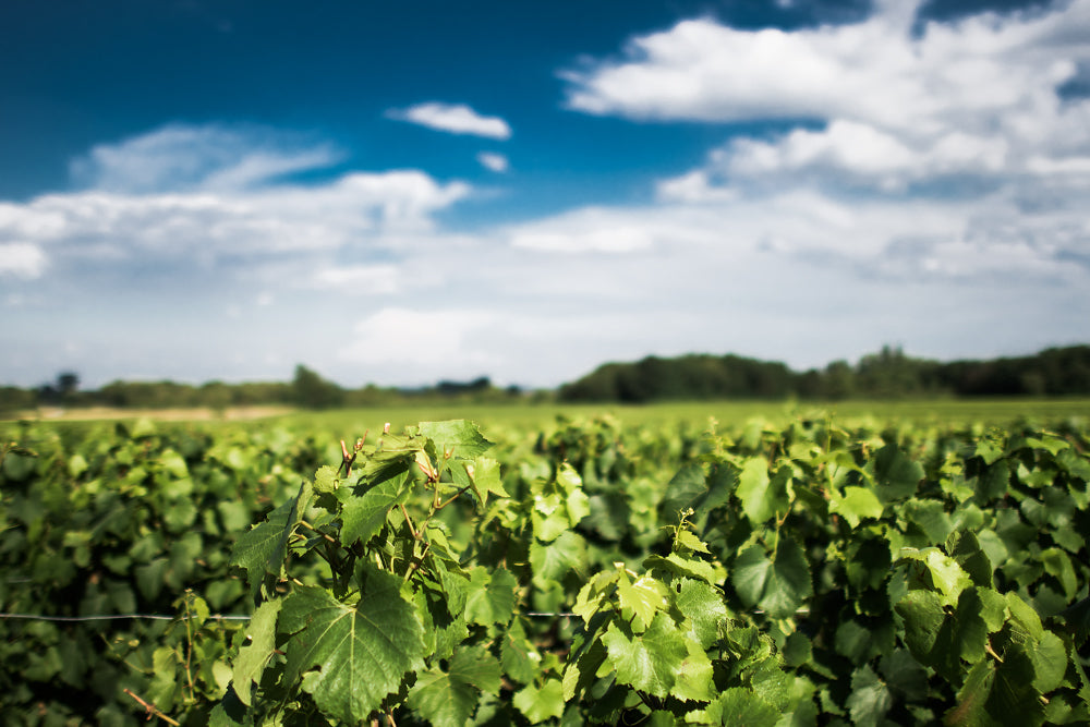 Domaine Armand Heitz - parcelle de Bourgogne