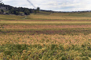 Parcelle "Morgeot" à Chassagne