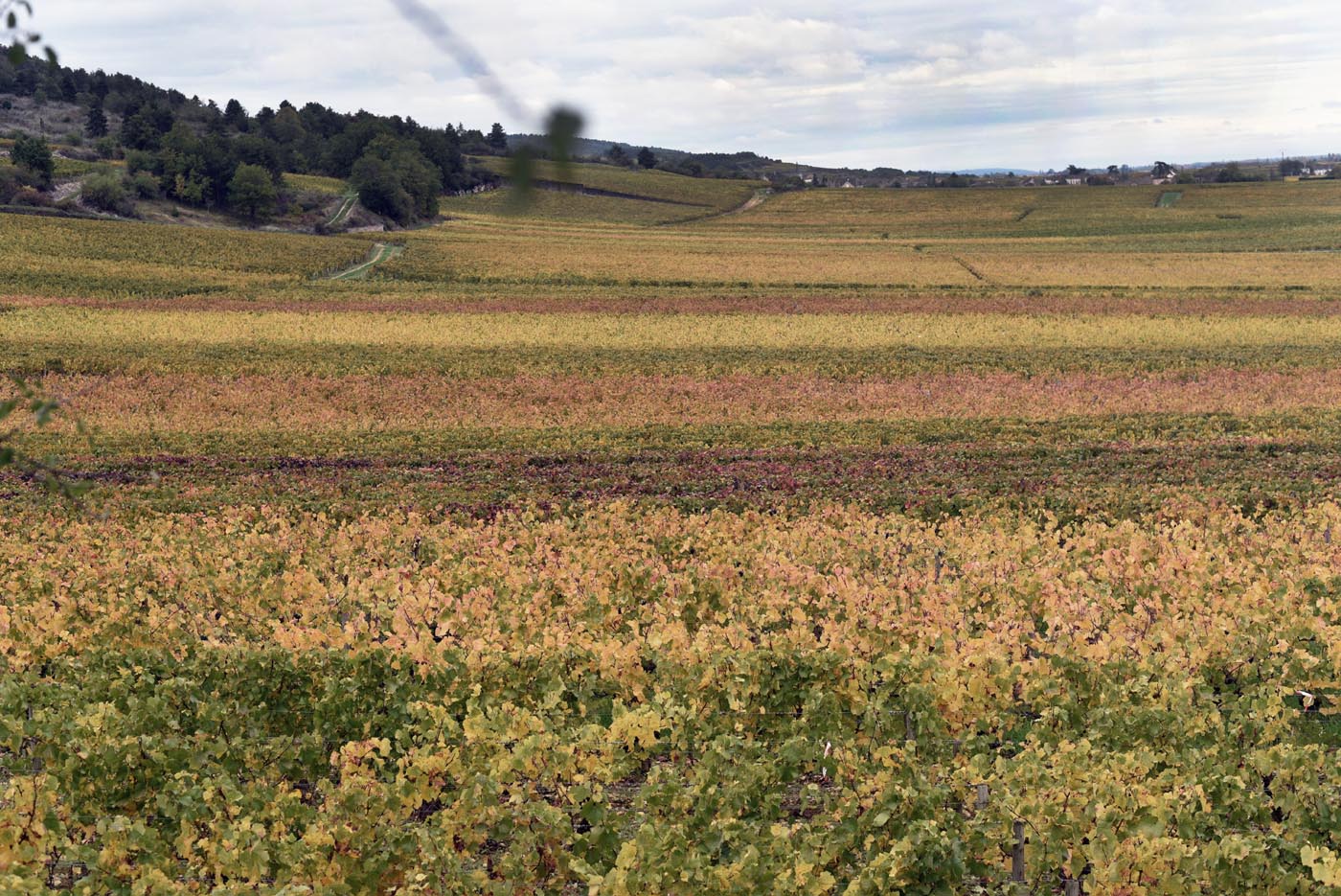 Parcelle "Morgeot" à Chassagne