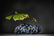 tirage photo Art raisin feuille vigne Pommard 1er Cru Rugiens