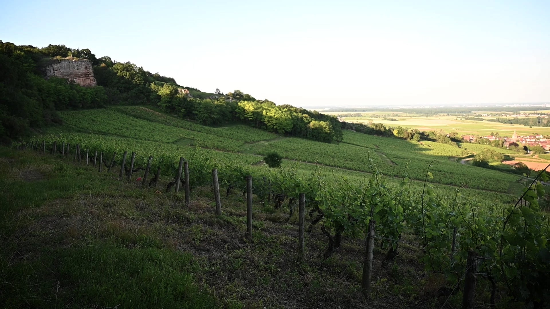 Vin traditionnel, biologique, biodynamique, naturel... comment s'y retrouver ?