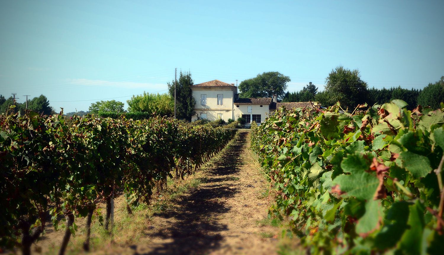 Vignes du domaine de Galouchey