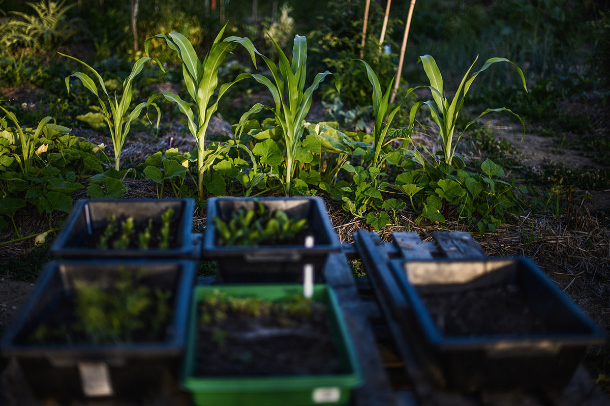 Petites plantations dans des pots