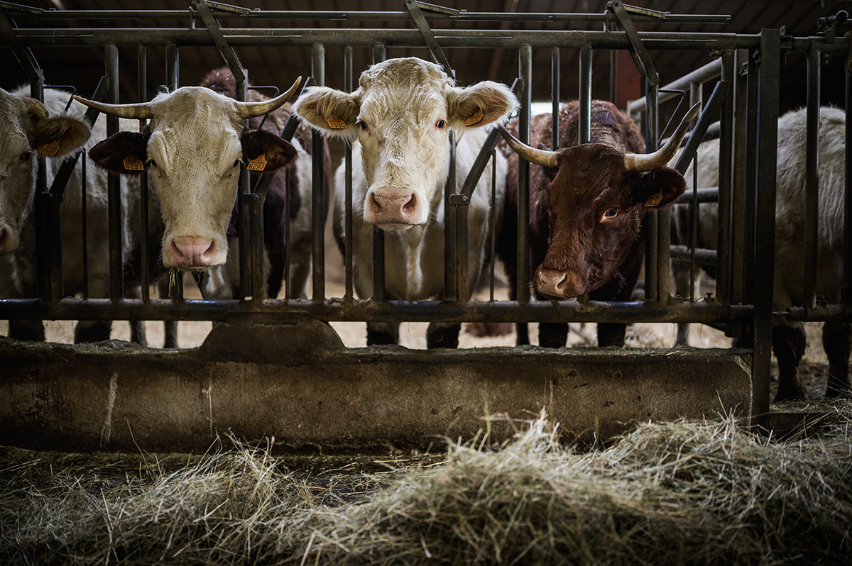 Vaches de races salers et charolaises