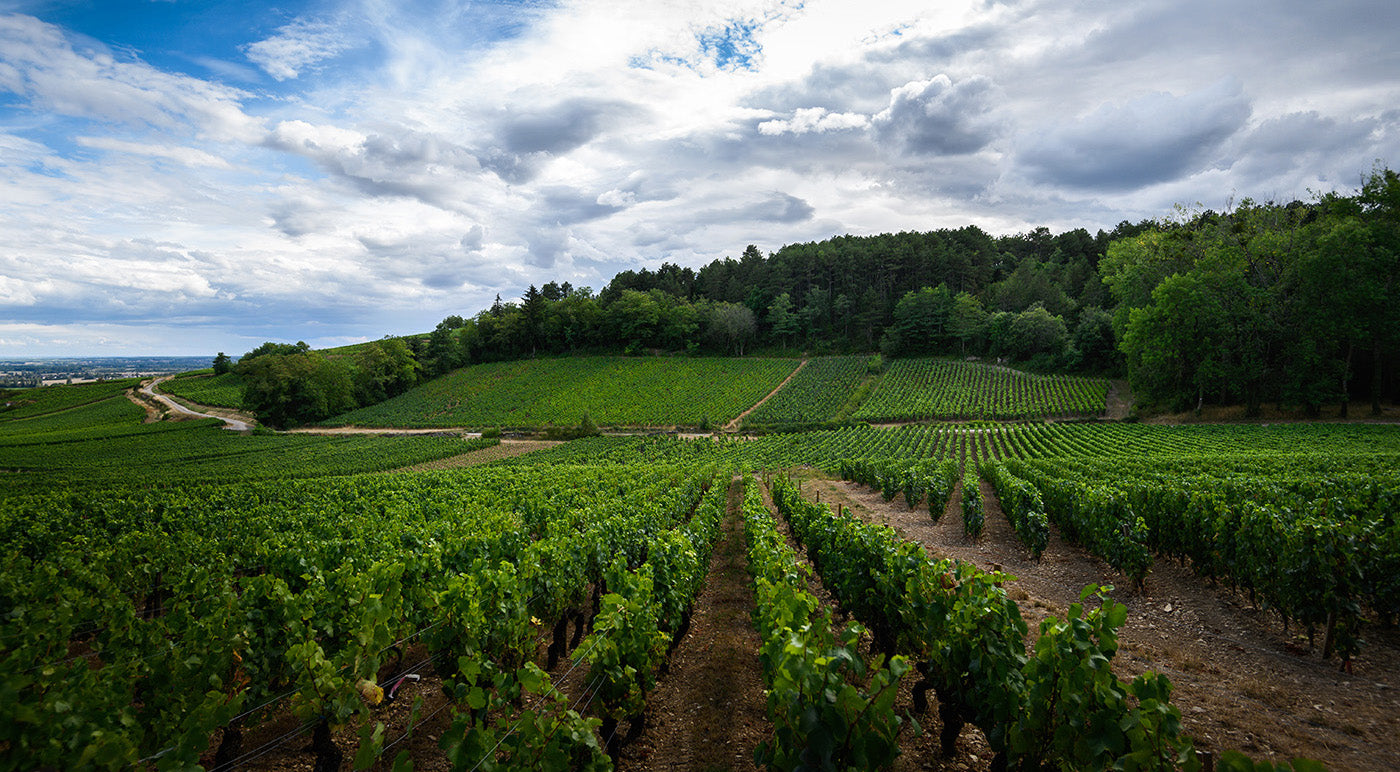 Vignes Beaune Les Lulunnes