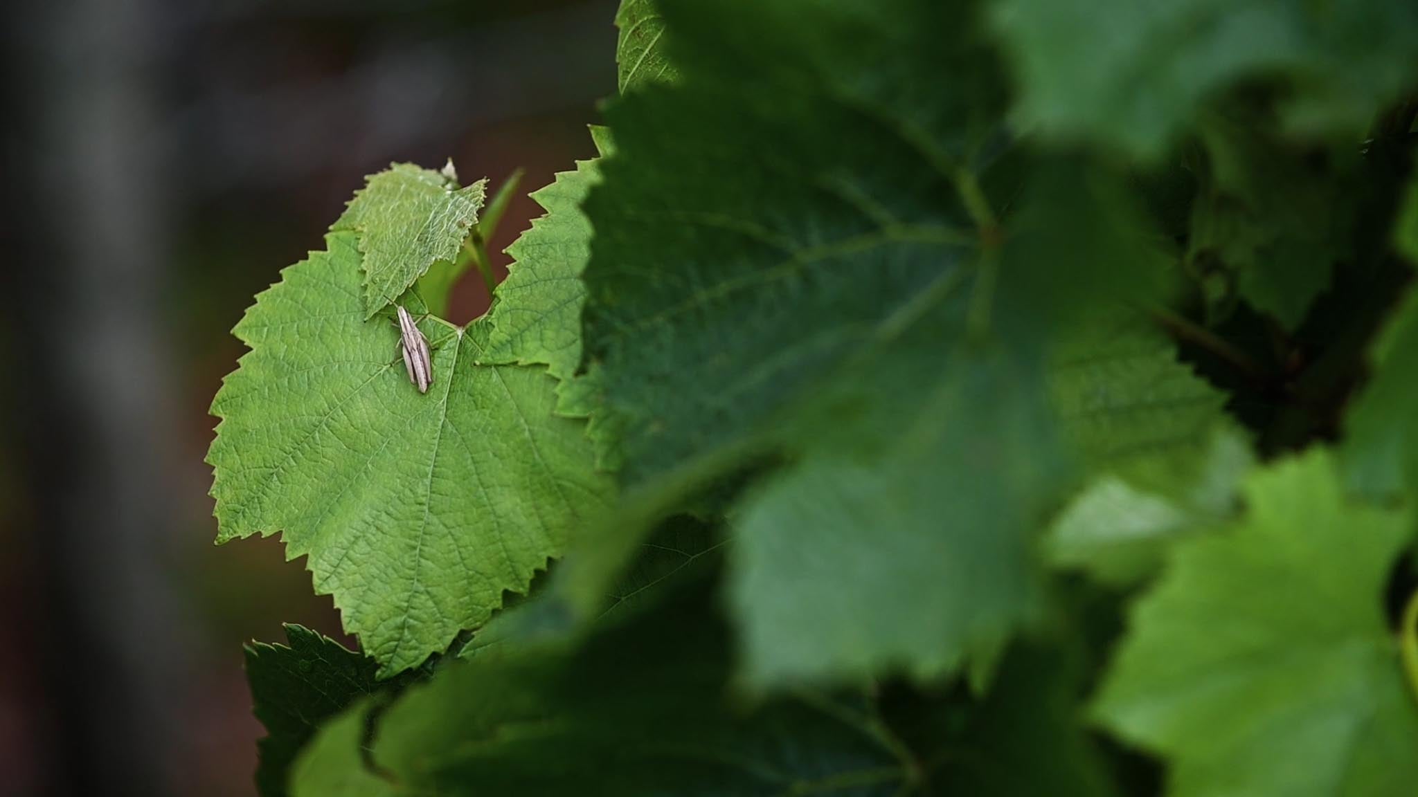 Biodiversité vignes domaine Armand Heitz