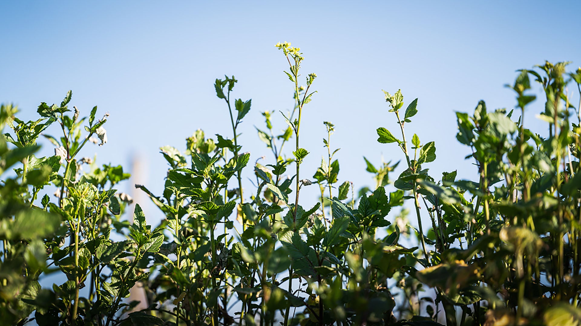 Armand Heitz le millésime 2022