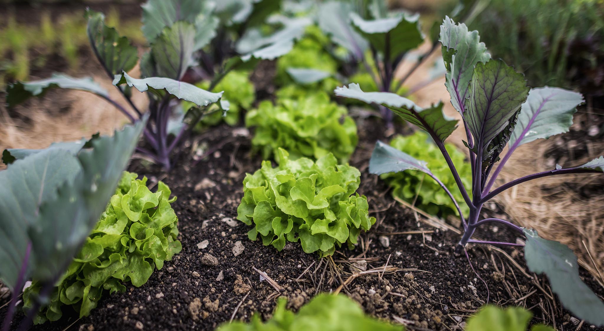 Associer les légumes jardin en permaculture