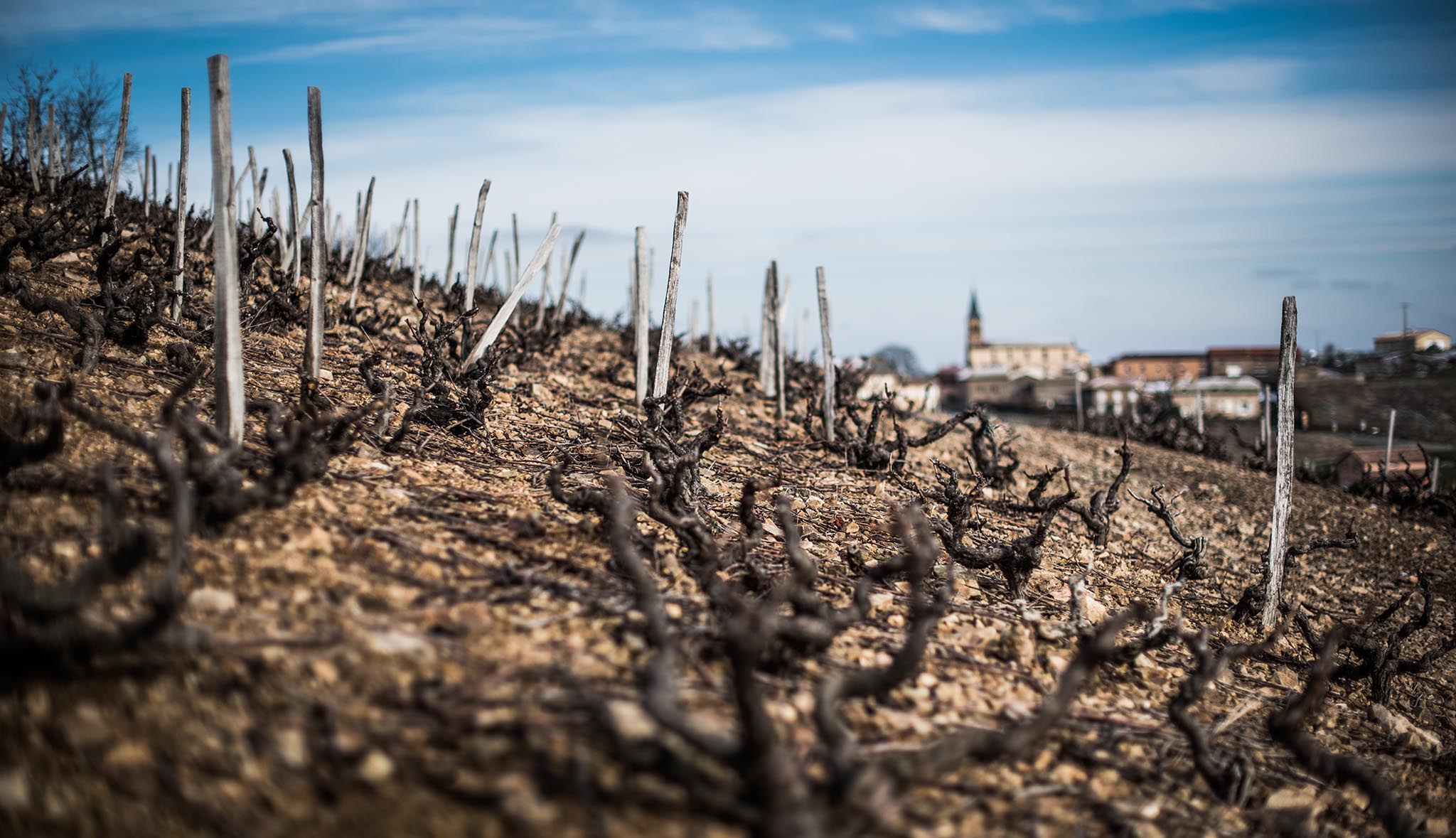 Juliénas Beaujolais vignes