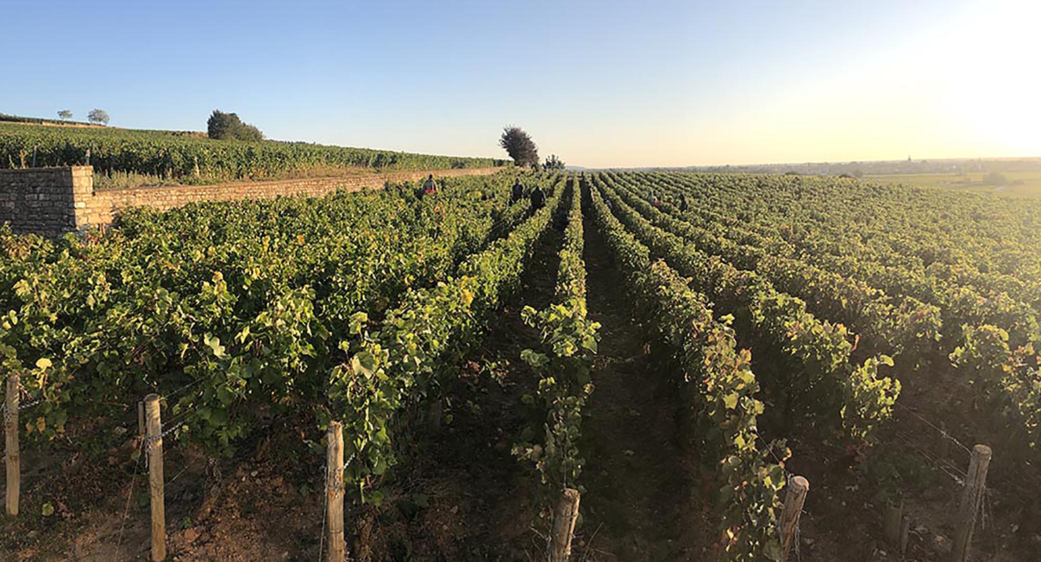 Beaune 1er Cru Boucherottes parcelle domaine Armand Heitz en Bourgogne