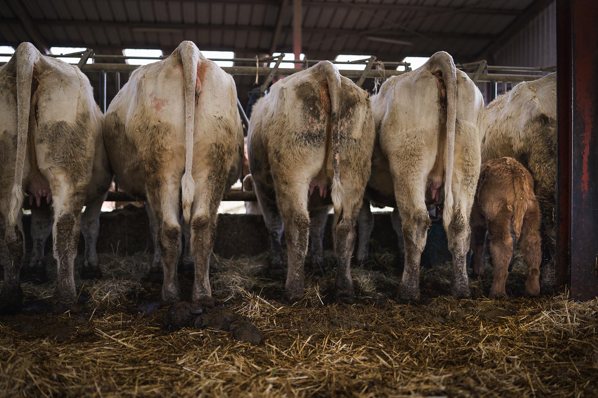 Le derrière des vaches de la ferme Armand Heitz