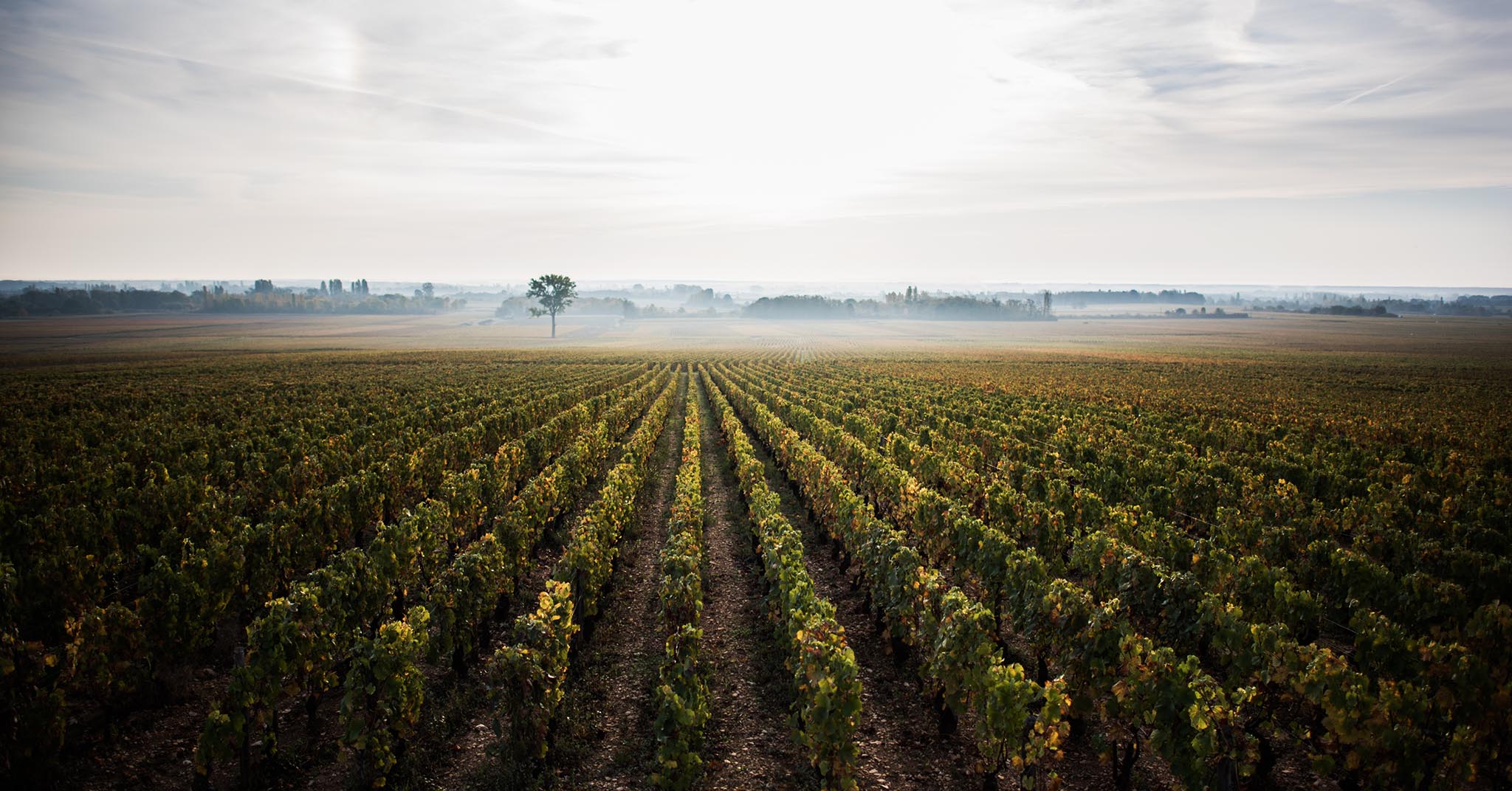 paysage vigne Meursault Bourgogne photographie