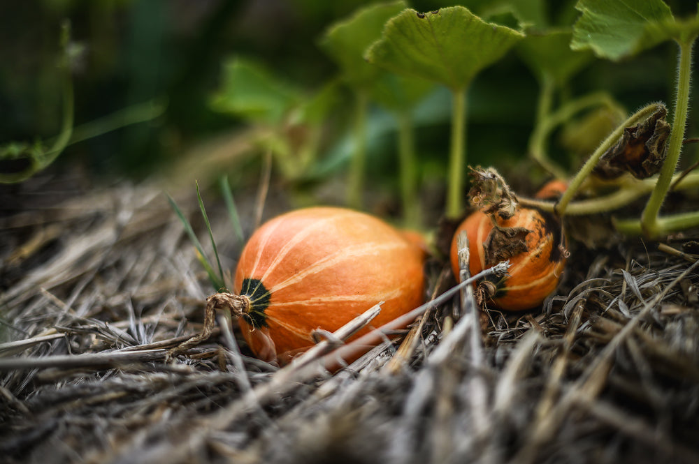 Courge dans le jardin d'automne