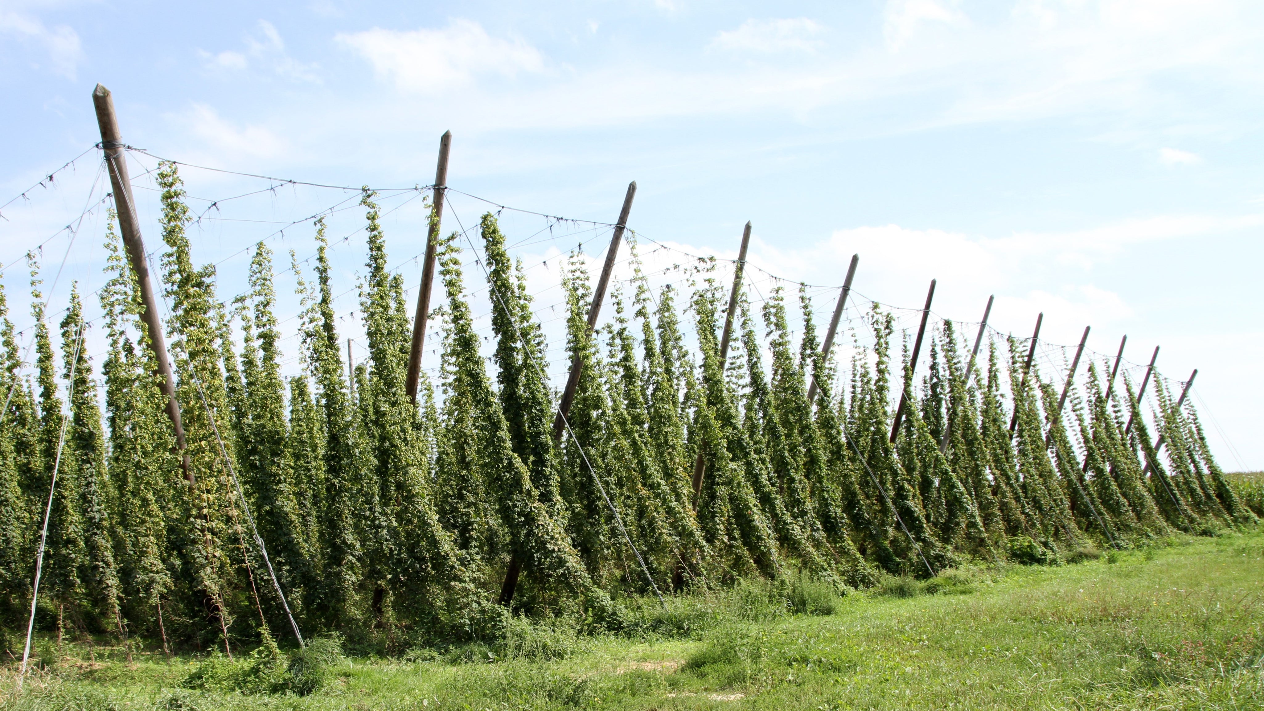 Production de houblon en Alsace