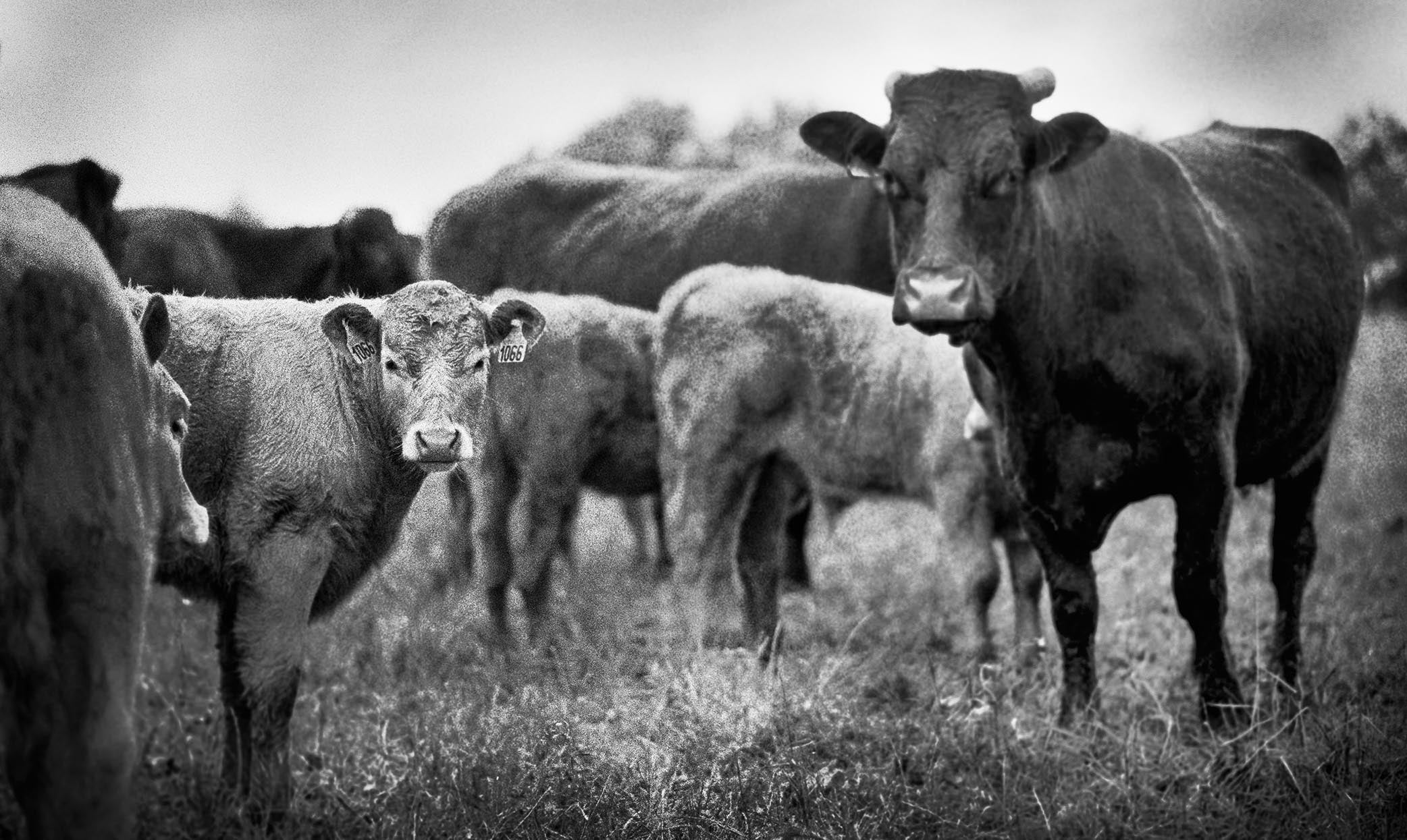 Photo argentique élevage bovin boeufs et vaches