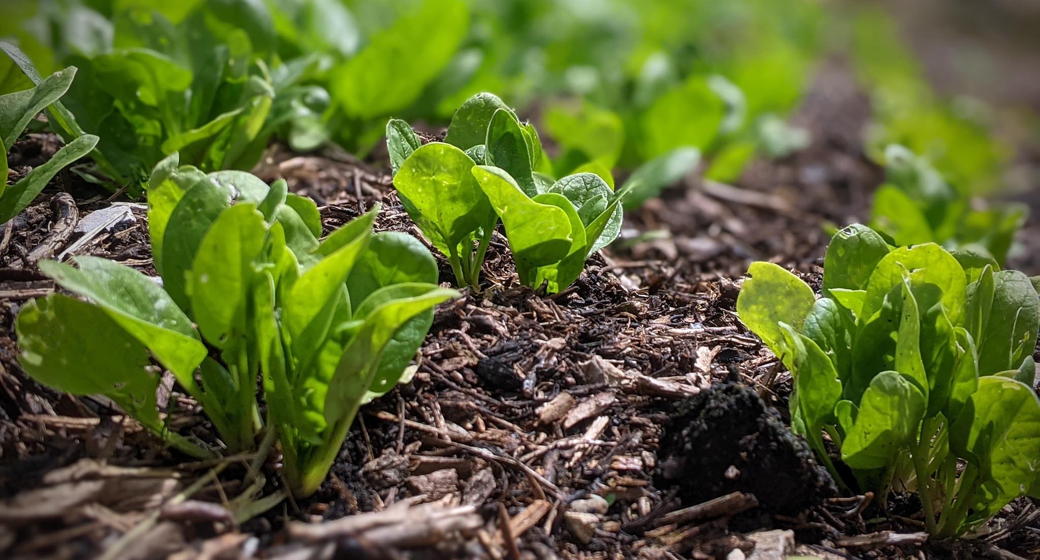 Les épinards de Loaris printemps 2021