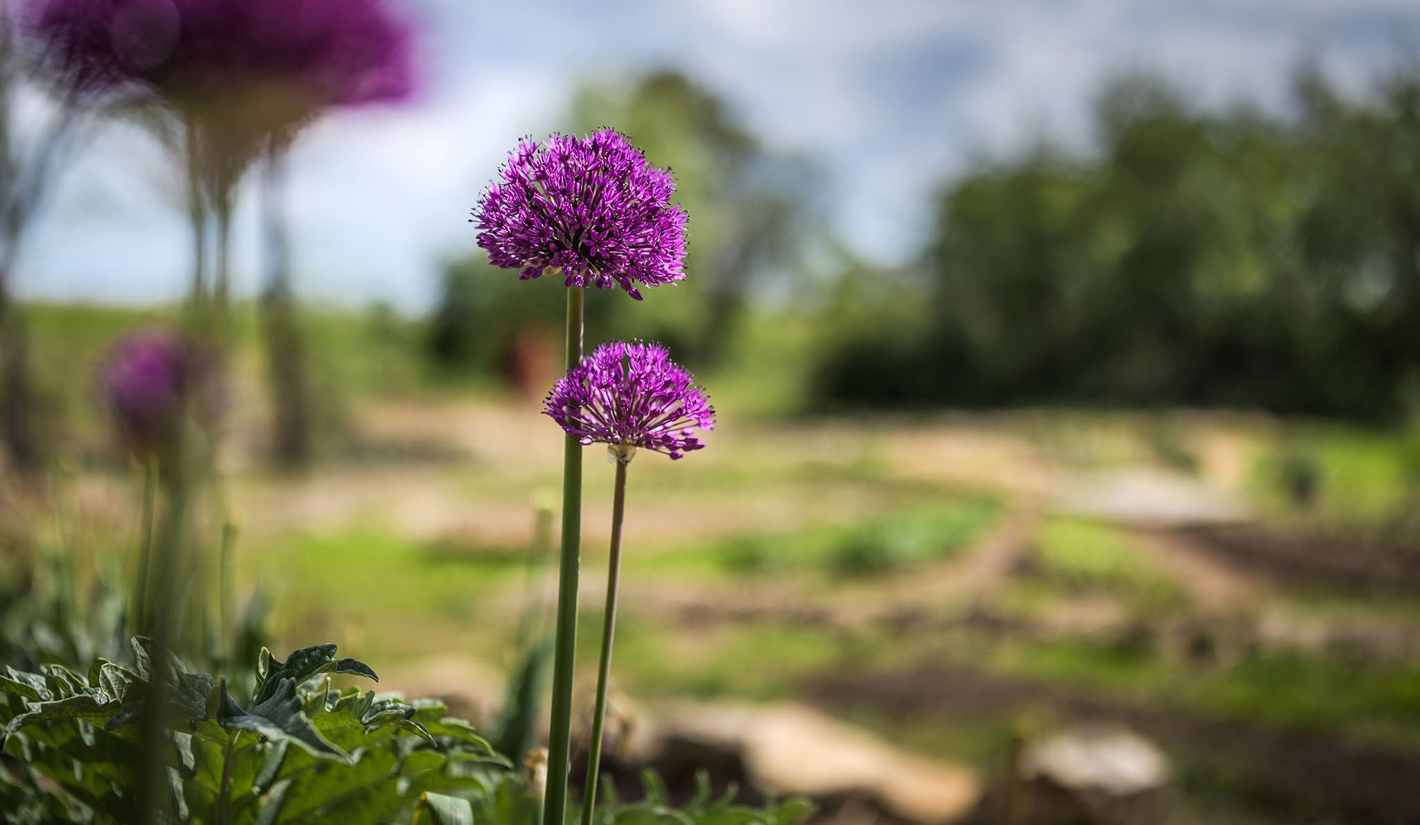 Fleurs dans le jardin en permaculture Loaris