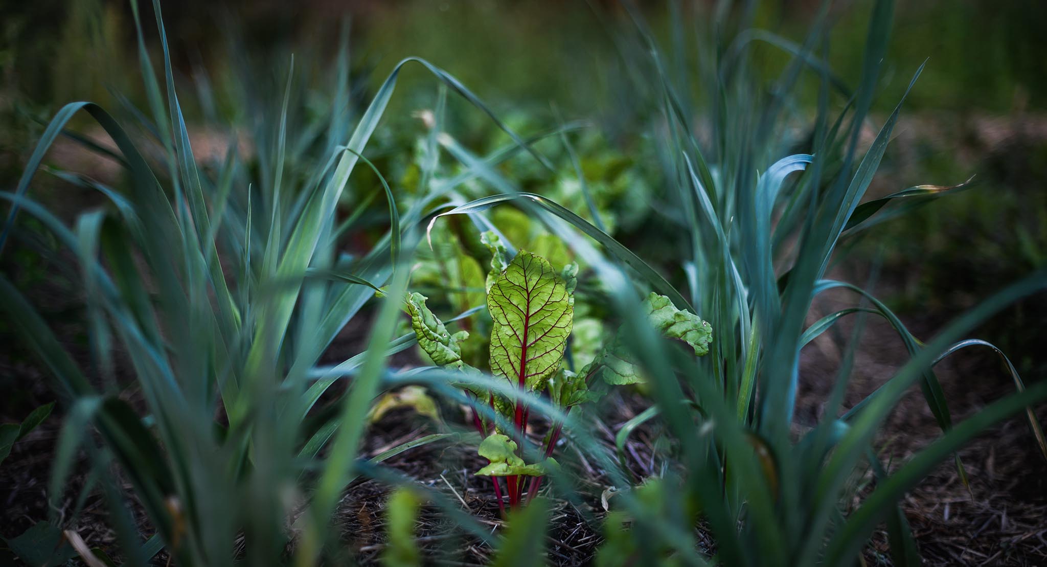 Loaris la ferme en permaculture