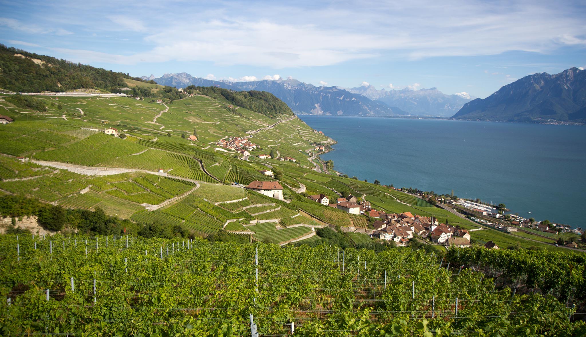 Paysage de vignes, lac et montagne Suisse
