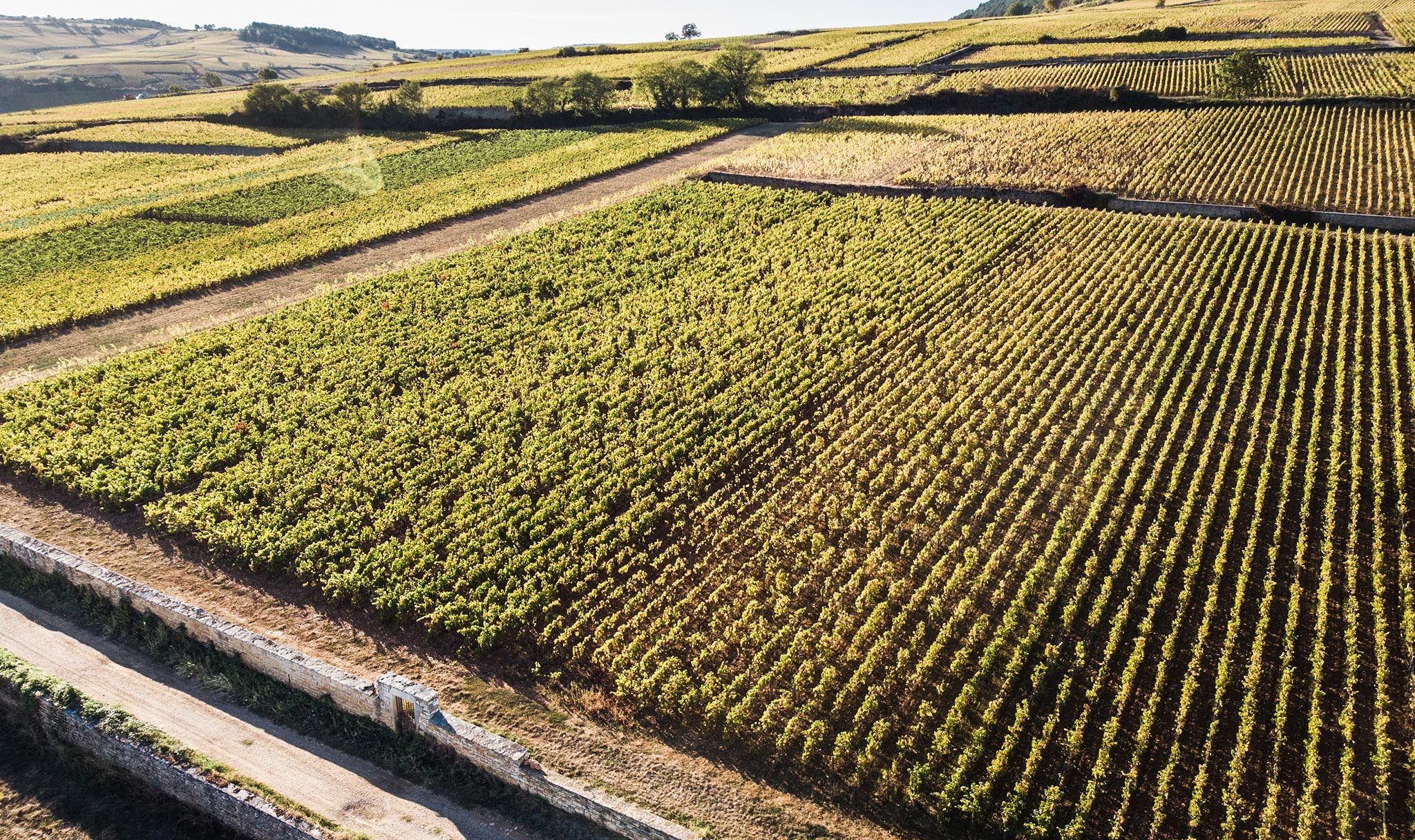 photo de vignes à Pommard en Bourgogne village viticole