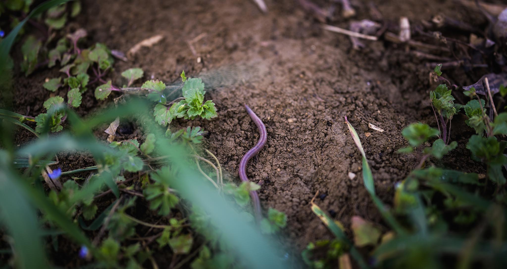 Ver de terre parcelle vigne Pommard Armand Heitz