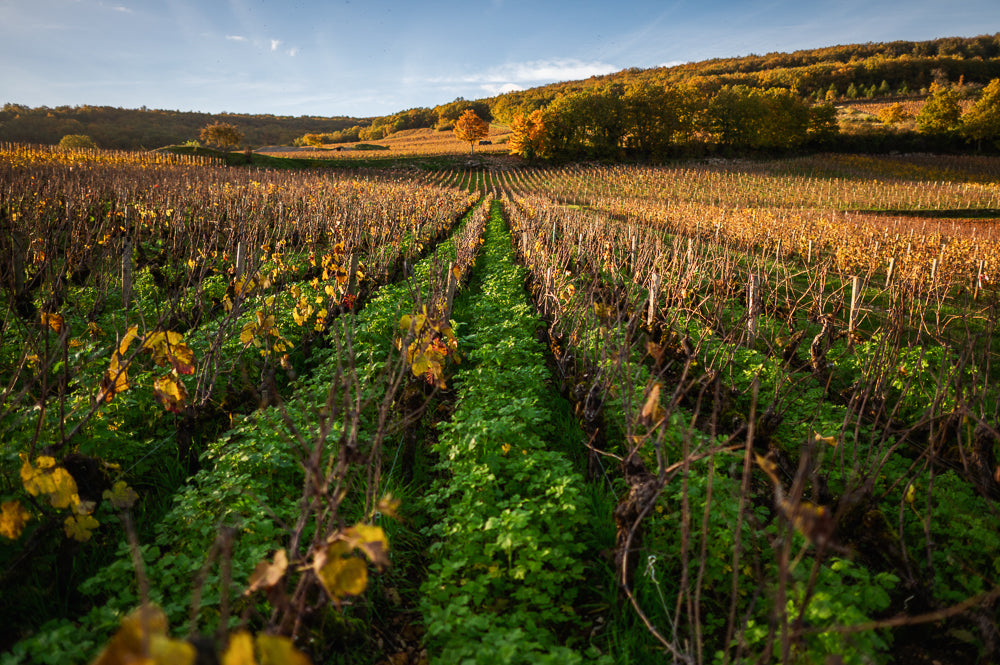 Chassagne Montrachet Premier Cru Morgeot engrais vert dans la parcelle