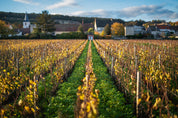 Parcelle de la Maltroie à Chassagne-Montrachet avec enherbements de la vigne 