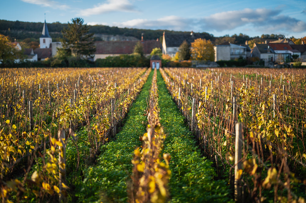 Parcelle de la Maltroie à Chassagne-Montrachet avec enherbements de la vigne 