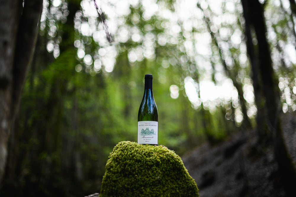Meursault Village - La Barre - dégustation en forêt