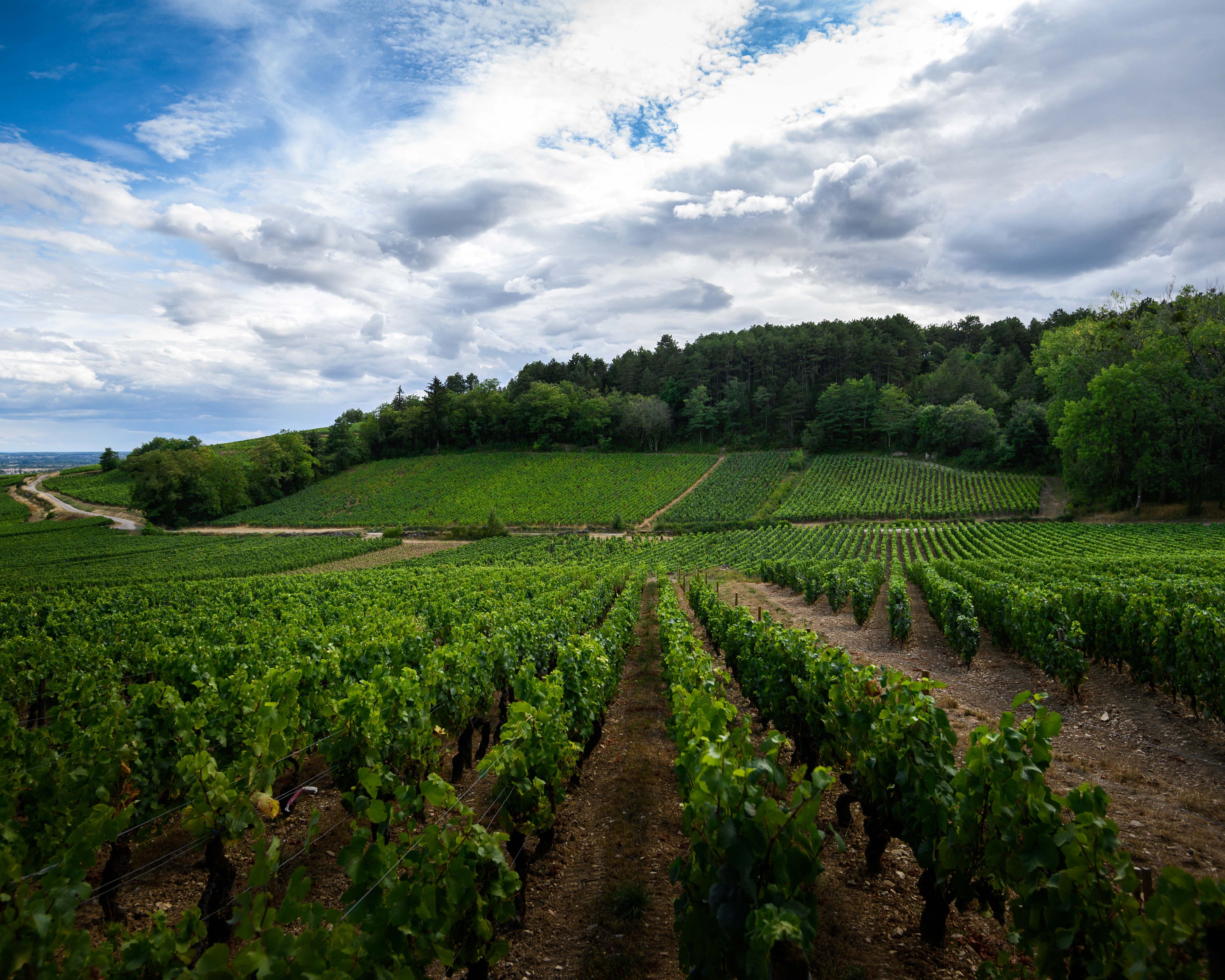 BeauneLulunnesArmandHeitz.jpg
