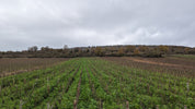 Parcelle-Chassagne-Montrachet 1er Cru - Tête du Clos
