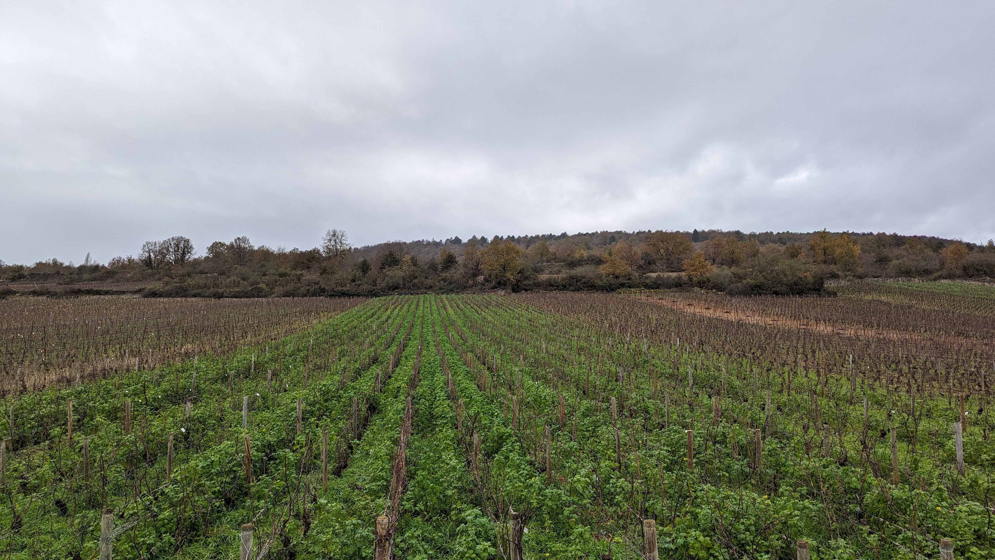Parcelle-Chassagne-Montrachet 1er Cru - Tête du Clos