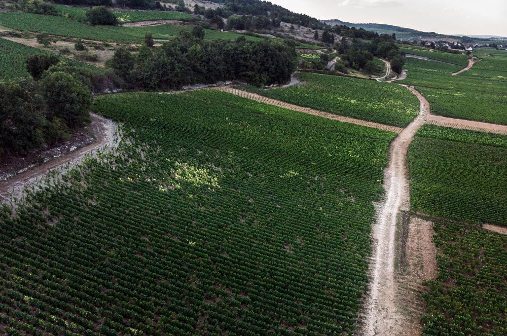 Parcelle-Chassagne-Montrachet 1er Cru - Tête du Clos