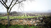 Chevalier-Montrachet Grand Cru - paysage d'hiver 