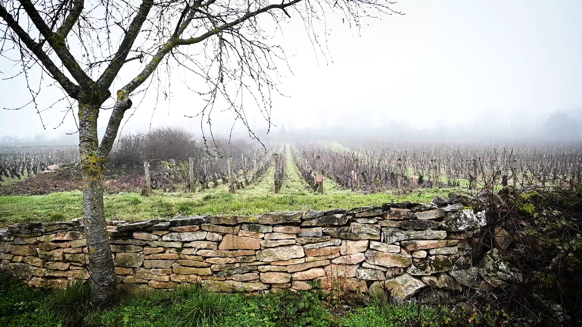 Chevalier-Montrachet Grand Cru - paysage d'hiver 