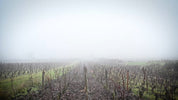 Chevalier-Montrachet Grand Cru la vigne en hiver 