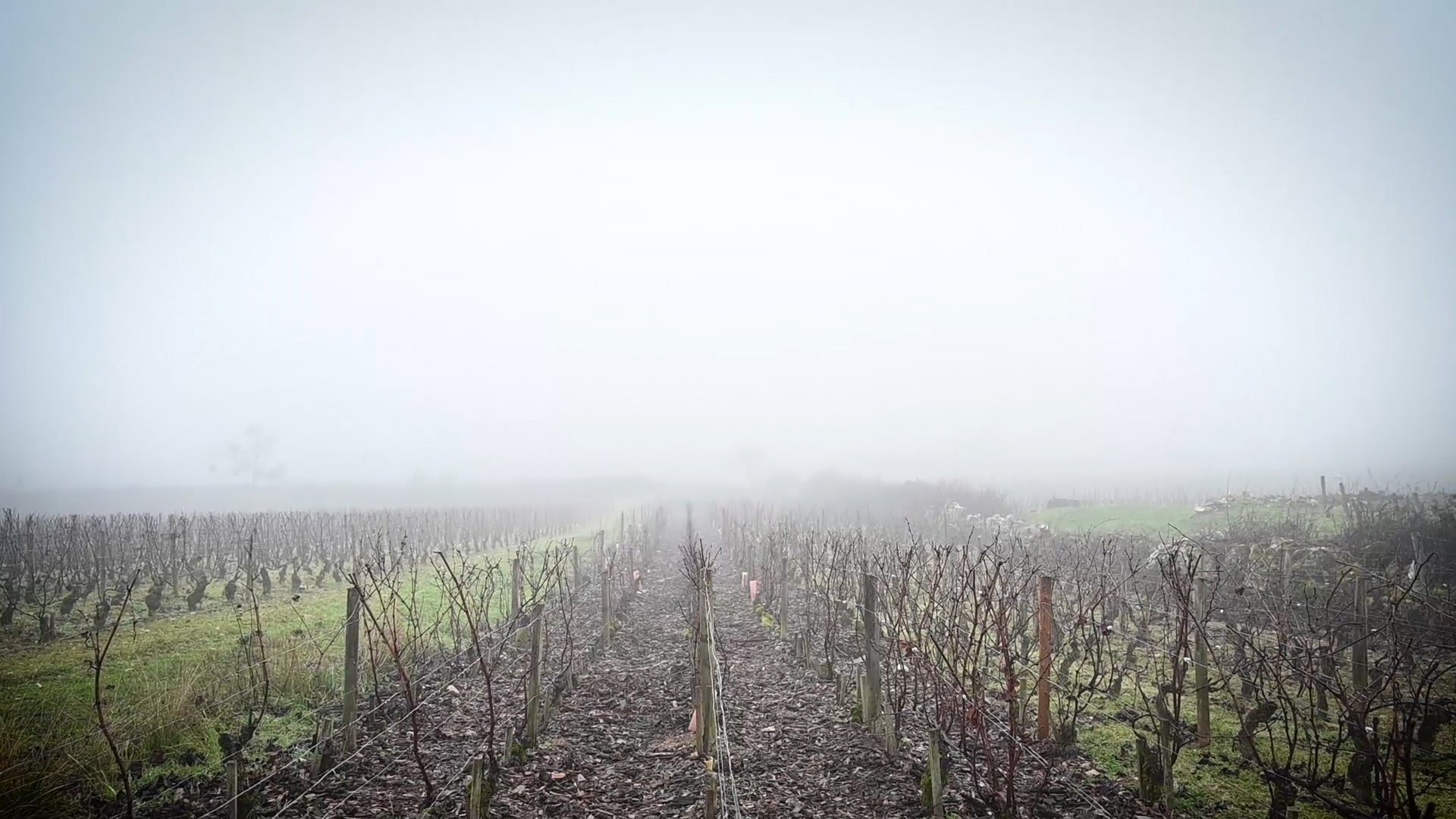Chevalier-Montrachet Grand Cru la vigne en hiver 