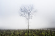 Meursault Village - Gruyaches parcelle