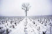 Meursault Village - Gruyaches - climats de Bourgogne
