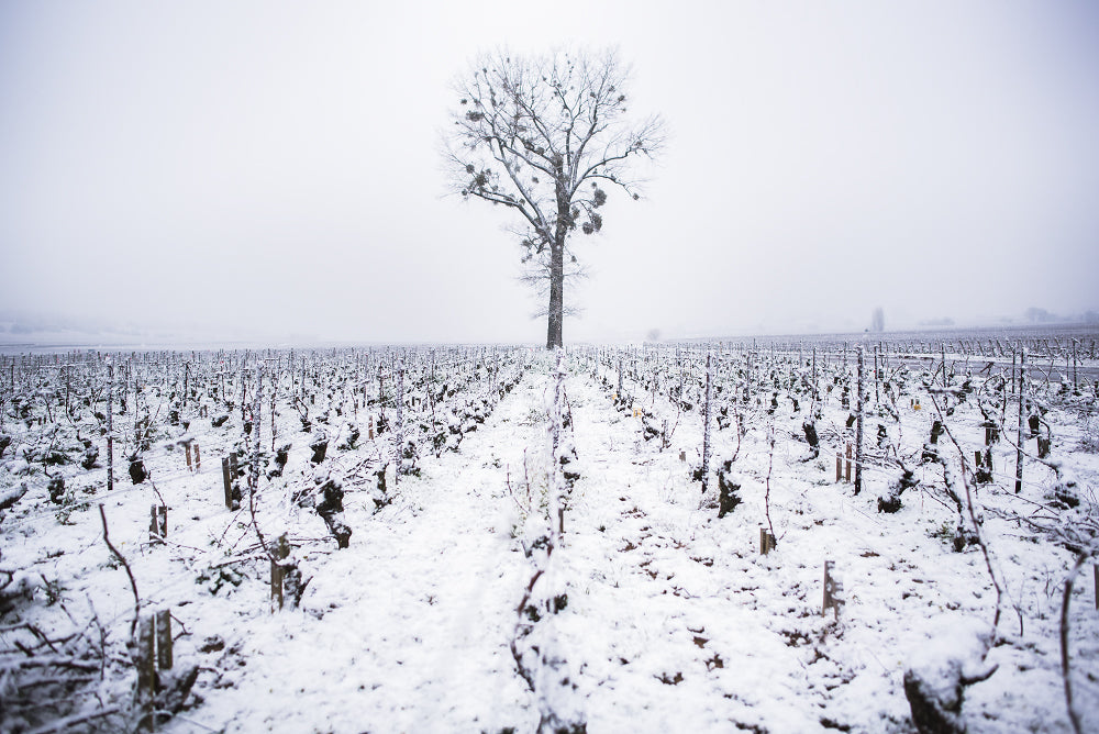 Meursault Village - Gruyaches - climats de Bourgogne