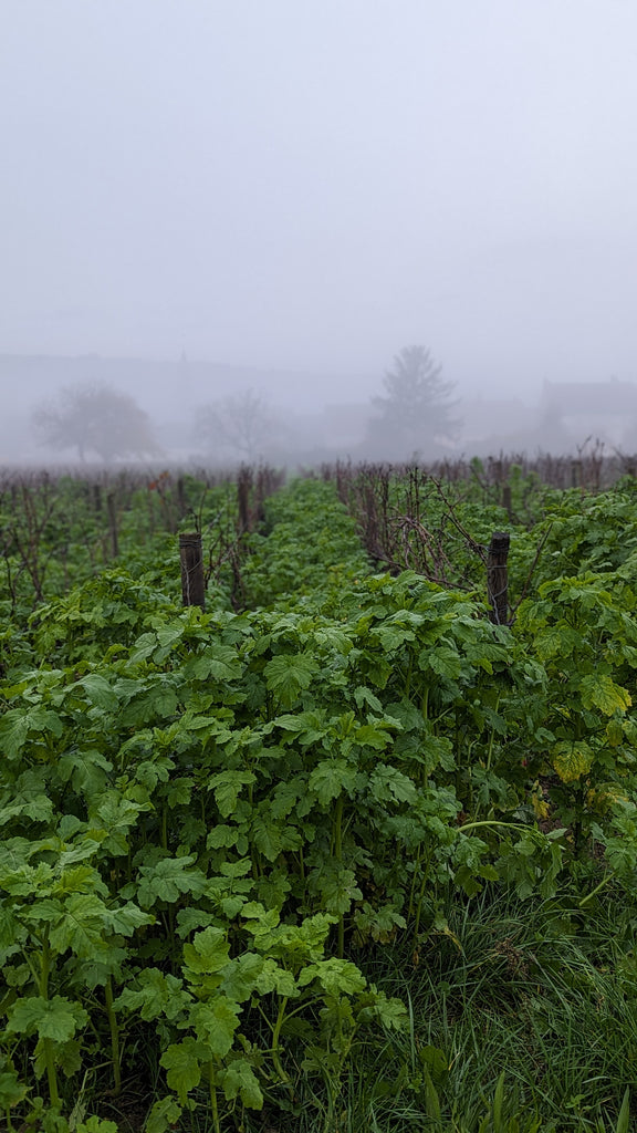 Brouillard sur la parcelle de la Maltroie à Chassagne-Montrachet avec enherbements de la vigne 