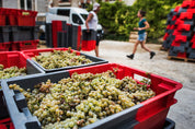 Domaine Armand Heitz - vendanges des raisins Bourgogne Aligoté