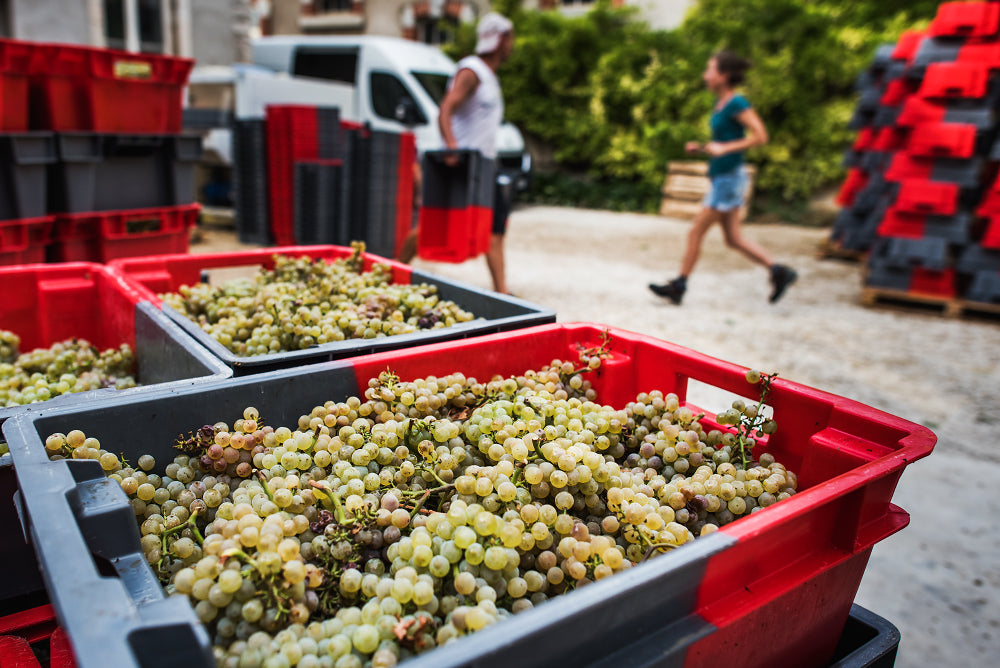 Domaine Armand Heitz - vendanges des raisins Bourgogne Aligoté