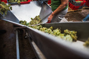 Domaine Armand Heitz - vendanges des raisins Bourgogne Aligoté