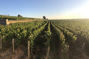 Domaine Armand Heitz parcelle de Beaune Boucherottes