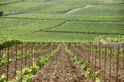 Domaine Armand Heitz  parcelle de Beaune Lulunnes