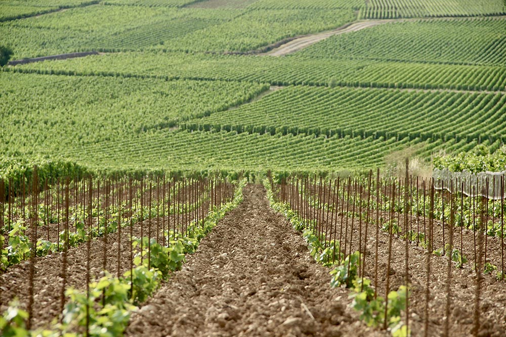 Domaine Armand Heitz  parcelle de Beaune Lulunnes